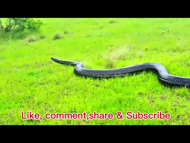 Massive Python spotted in Ballito 😱 | Viral video | snake video | big Python 