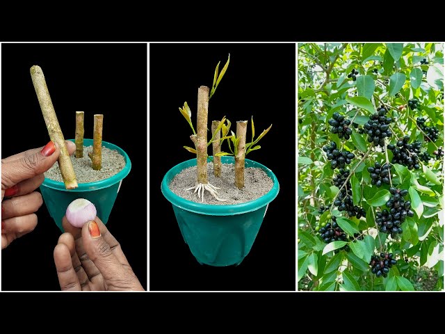 Learn how to grow black jamun plant | Incredible gardening trick