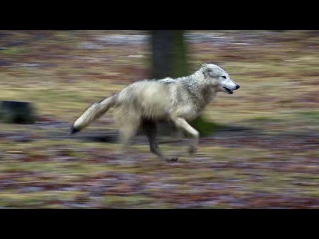 Wolf vs Dog Intelligence Test | Bang Goes The Theory | Earth Science