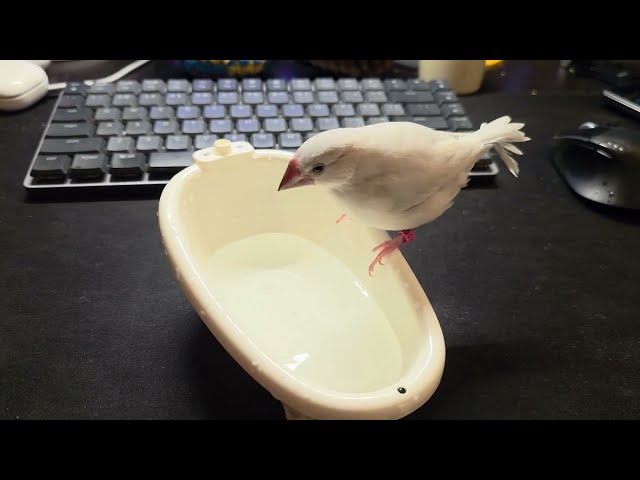 Java finch taking a furious bath (Day 55)