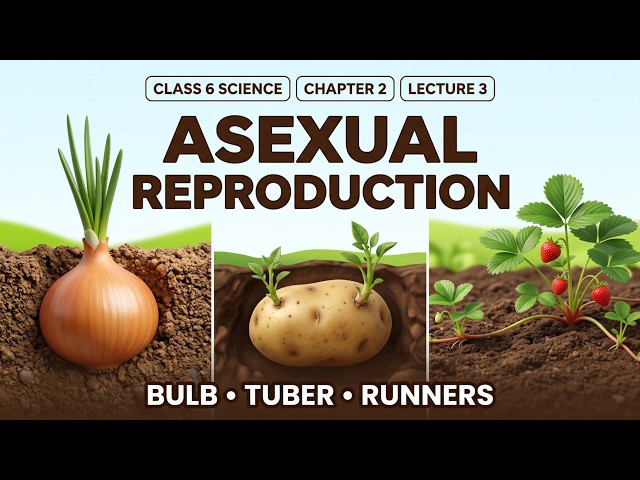 Asexual Reproduction in Plants | Bulb, Tuber & Runners | Class 6 Science Chapter 2