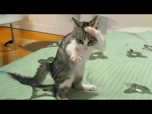 Funniest Cats Compilation 2025😂   try not to laugh impossible memes