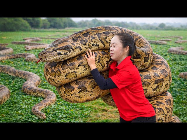 LIVESTREAM -- TIMELAPSE - GIANT PYTHON - Harvesting Giant Primitive Python & Go to Market Sell