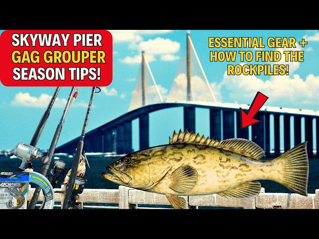 Skyway Fishing Pier Gag Grouper Season Tips and Tricks - BIG Gear, BIG Bait = BIG Grouper