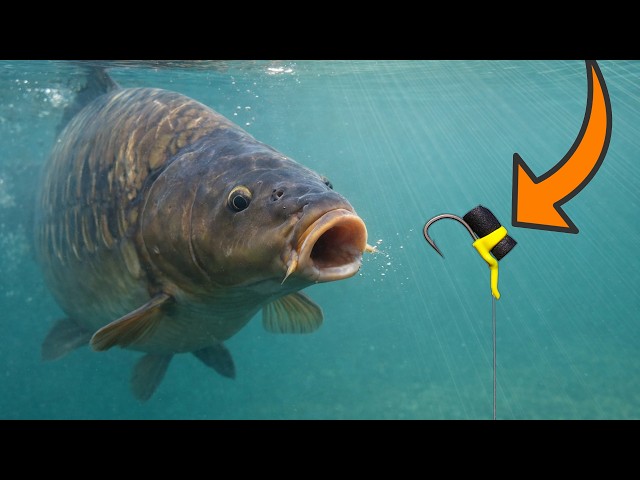 Stop Fishing the Bottom! Catch More Carp on Zig Rigs