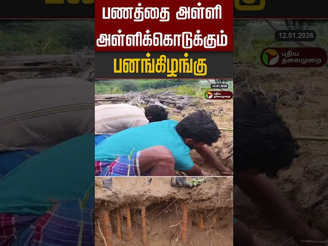 பணத்தை அள்ளி அள்ளிக்கொடுக்கும் பனங்கிழங்கு #shorts