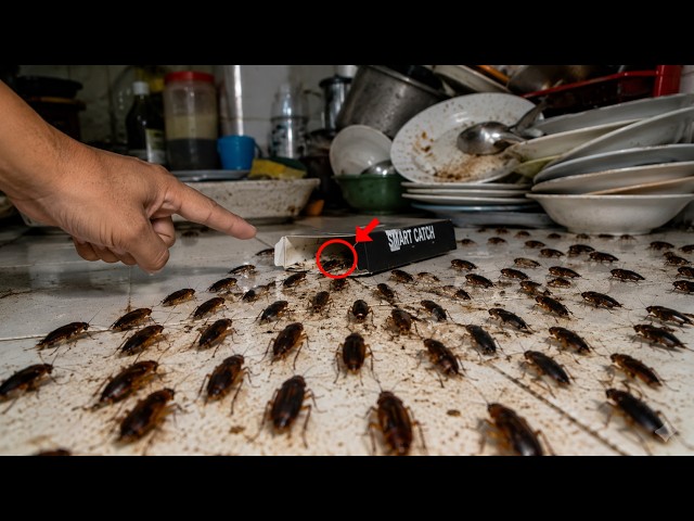 How to get rid of cockroaches with a box (results in 1 night)