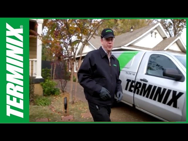 Terminix's Termite Prevention Tips: How to Protect Your Home from Termites