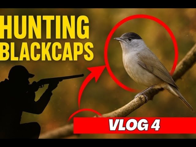Hunting blackcap birds in lebanon صيد عصفور التين في لبنان