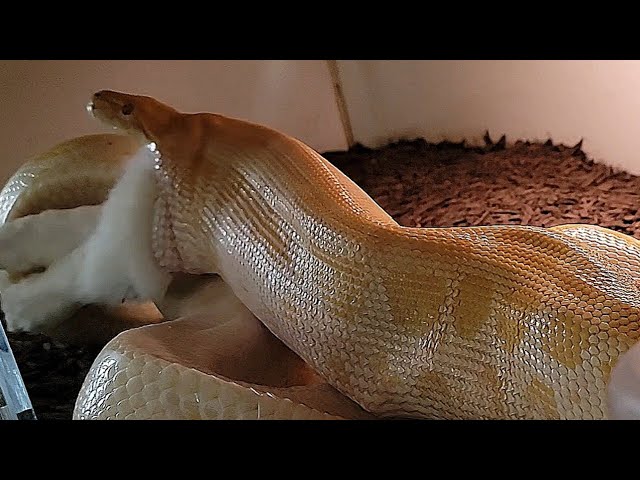 Queen Peaches Takes Biggest Rabbit!  Burmese Python Feeding Documentary