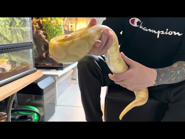 Ball Python mom Harley!