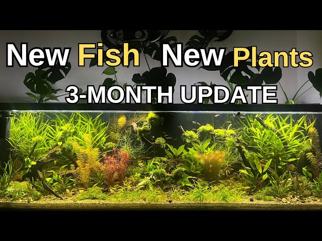 Dirted Tank 3-Month Update, No Filter, No Co2, No Fertilizer,  No Water Change,  Ecosystem | 2024