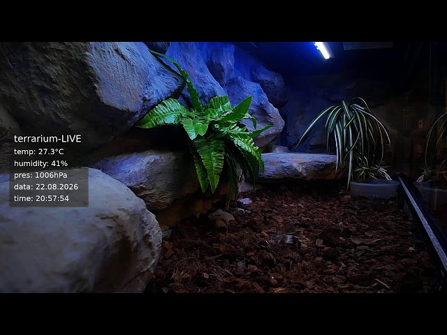 terrarium-LIVE 🔴 22/08/2026 🐍 Ball Python Regius Snake