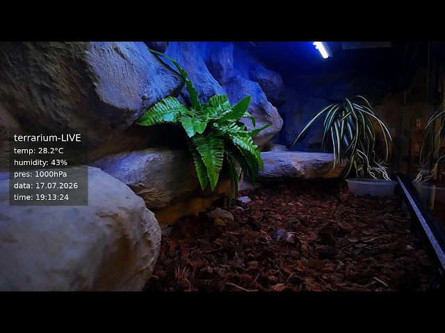 terrarium-LIVE 🔴 17/07/2026 🐍 Ball Python Regius Snake