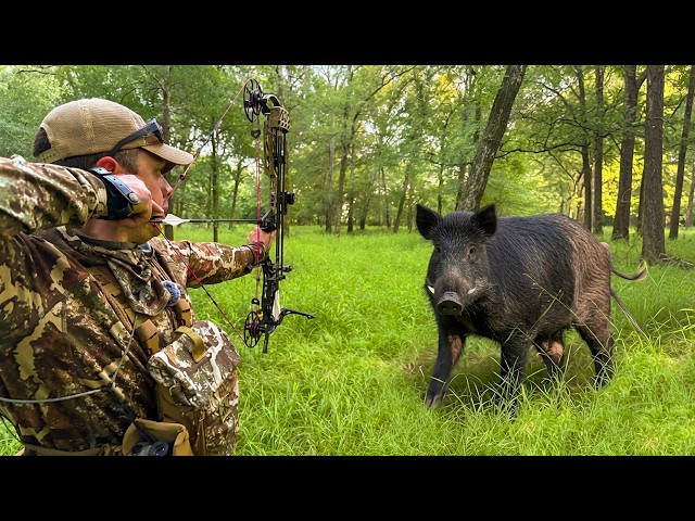 Bow Hunting Wild Hogs | 2 BIG BOARS in Bottomlands!