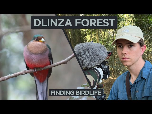 Dlinza Forest - Filming birds and other wildlife