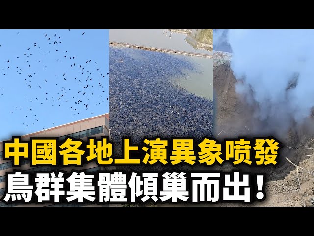 Strange phenomena are erupting across China! Large flocks of birds are swarming out of their nest...