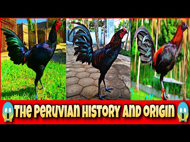 The Peruvian chicken history and origin.