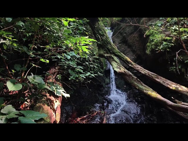 Relaxing Piano Music – Peaceful River Sounds for Deep Sleep & Stress Relief
