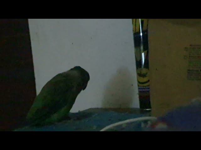 ​Mithu Bani Billi! 🦜🐱​#Parrot Meowing Like Ca!​#Mithu Ki Anokhi Bo#i​Amazing Cat Voice Parrot