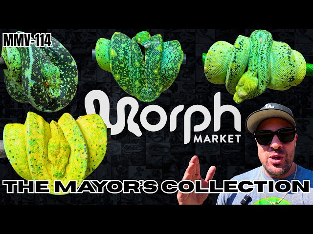 Welcome Back To The Mayor's CRAZY Green Tree Python Collection | MMV-114