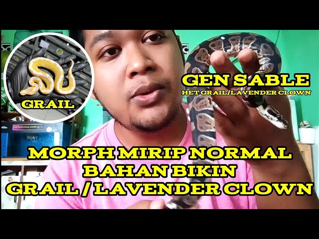 MORPH BALL PYTHON MIRIP NORMAL || SABLE BALL PYTHON