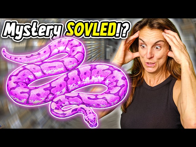 Did We Solve Brian Barczyk's Mystery Snake?