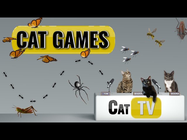 Cat Games | Ultimate Cat TV Bugs and Butterflies Compilation Vol 2 | Videos for Cats to Watch🐱