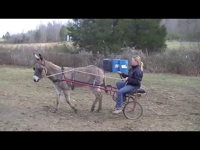 Donkey Driving Training Series, First Drives in Cart, Doese Horsemanship