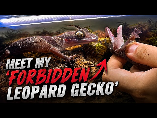 Les presento a mi "gecko leopardo PROHIBIDO" xD