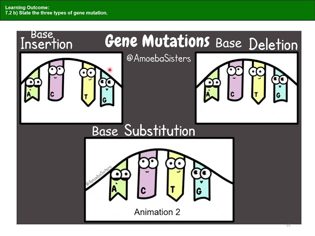 7.1 & 7.2 Overview & Gene Mutation