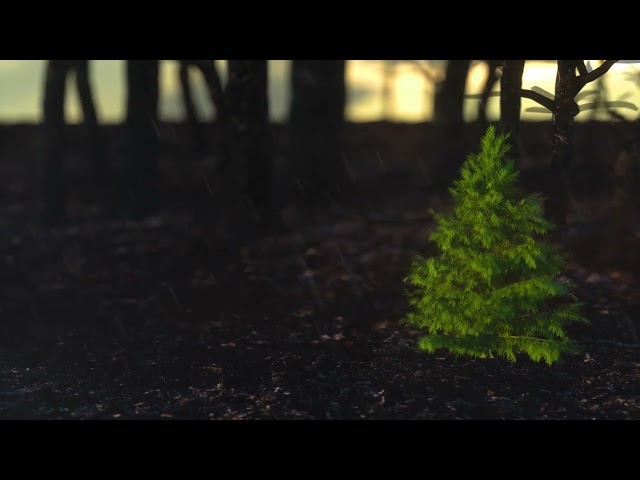 3D graphics. Nature. Forest