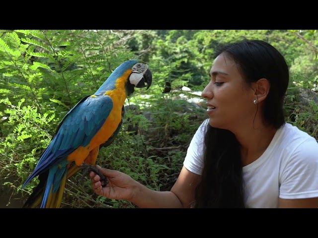 Parrot free stock video Free for use & downloud | Pristix Vision
