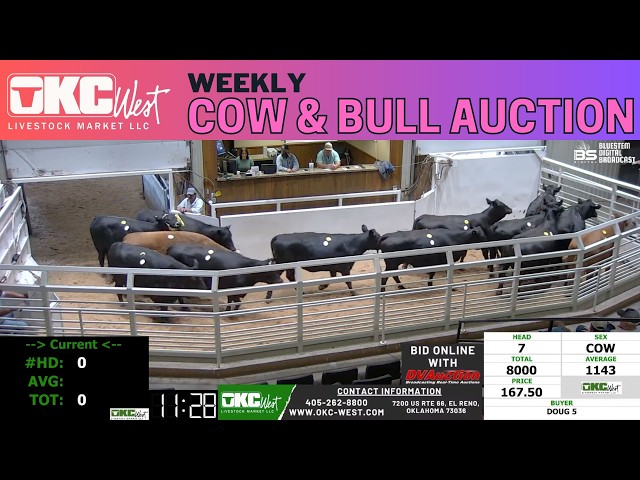 OKC WEST LIVESTOCK MARKET | El Reno Cow & Bull LIVE AUCTION | 6.1.26