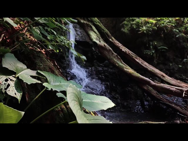 Relaxing Music, Sleep Music, Water Sounds, Meditation Music, Healing Piano for Tranquility