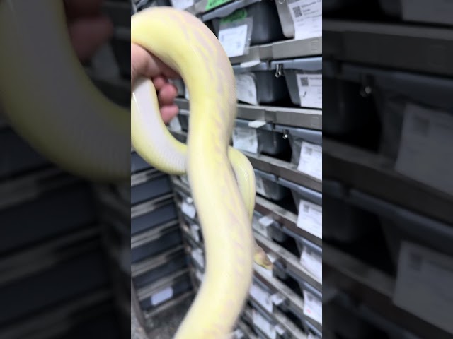 Electric Neon & Purple Super Banana Gargoyle Ball Python ⚡🐍