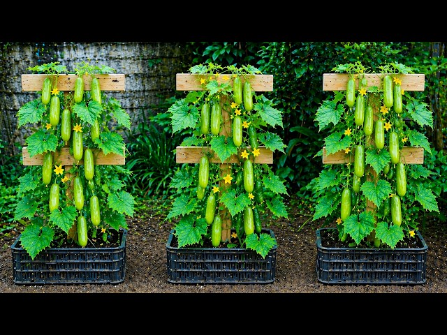 DIY Vertical Cucumber Trellis: Grow More Cucumbers in Small Spaces