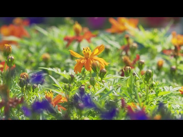 Upcoming warm weather looking great for gardeners after wet spring