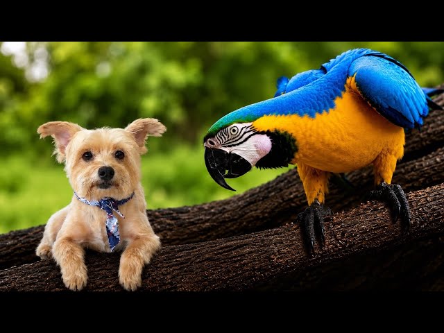 Refund Scammer Sounded Like A Broken Parrot! 😂