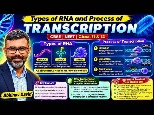 Types of RNA & Transcription Explained | Important PYQs | Class 12 Biology | NEET & CBSE
