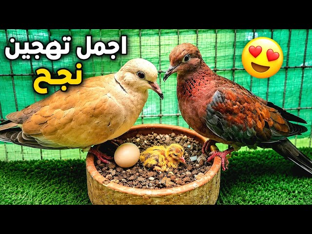 The most beautiful successful hybrid 😍 Wild dove and turtle dove 👌 Look at the chick