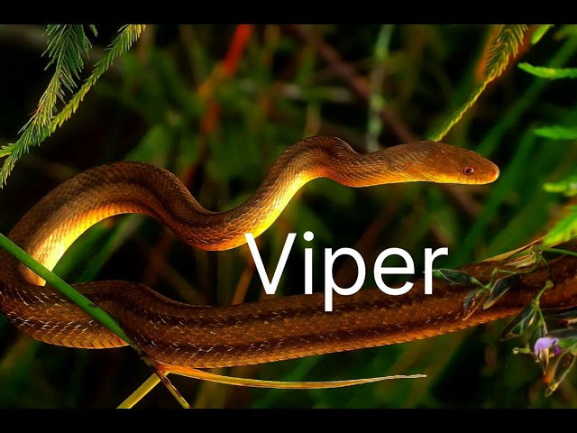 Top 7 Deadliest Snakes on Earth#video