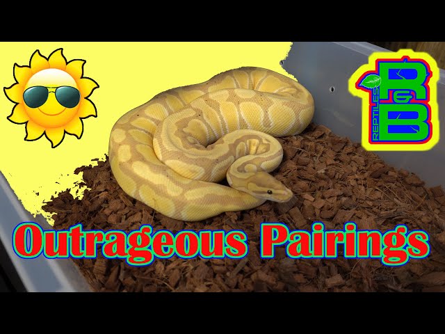Crazy Ball Python Combos!  Check Out Some Breeding Updates!
