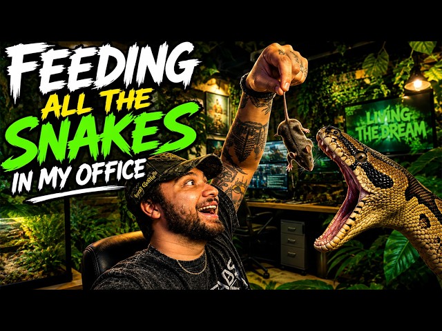 Feeding the ALL MY SNAKES! - ASK ME ANYTHING!!