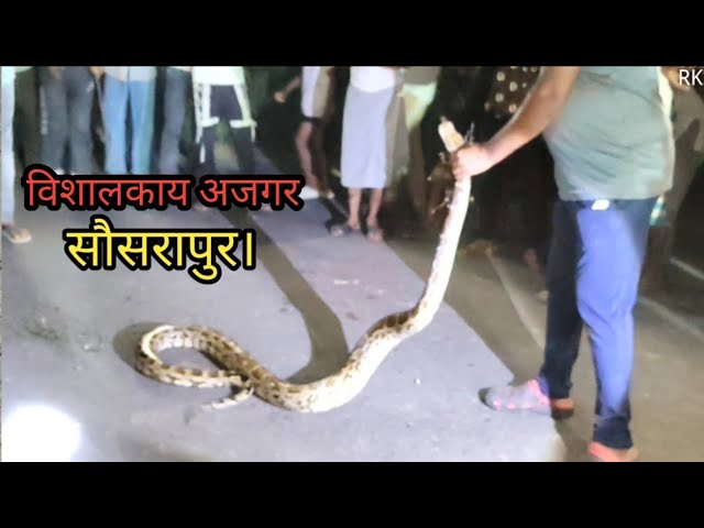 Panic in rural area after spotting a giant python at night. Under administrative supervision...
