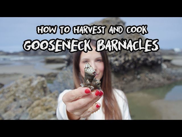 The Kitchen Wild - Gooseneck Barnacles
