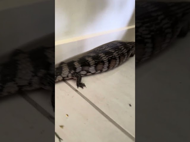 Not sure if it’s just me, but I always hope for reptiles under the Christmas tree haha #animalrescue