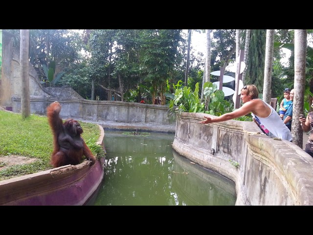 Orangután inteligente hace un comercio justo con humanos