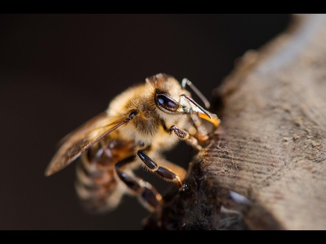 Why the honey bee is smarter than ChatGPT