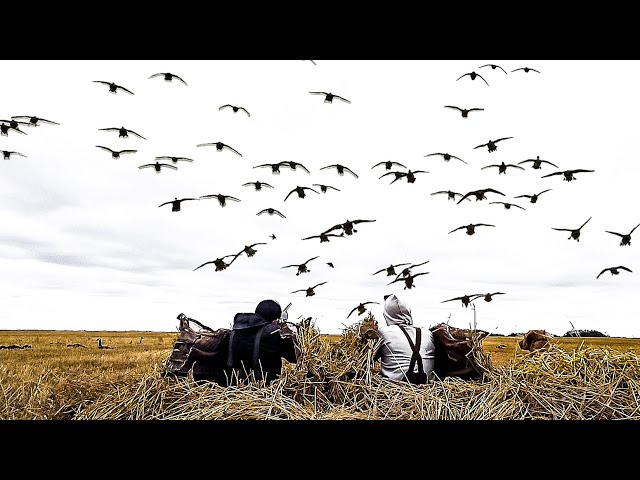 2 GUYS 56 BIRDS FIELD DUCK HUNTING CANADA!